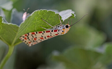 Utetheisa pulchella, the crimson-speckled flunkey, crimson-speckled footman, or crimson-speckled moth, is a moth of the family Erebidae, Crete
