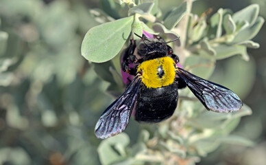 Pubescent Carpenter Bee (Xylocopa pubescens), Crete