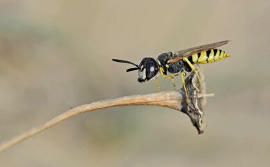 The European beewolf (Philanthus triangulum), also known as the bee-killer wasp or the bee-eating philanthus, Crete