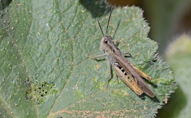 Chorthippus maritimus is a species of slant-faced grasshopper in the family Acrididae, Crete