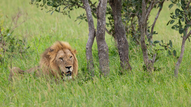 a Male lion resting in green grass