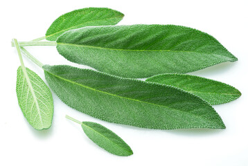 Green sage leaves isolated on white background. - obrazy, fototapety, plakaty