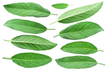 Collection of green sage leaves on white background. File contains clipping paths.