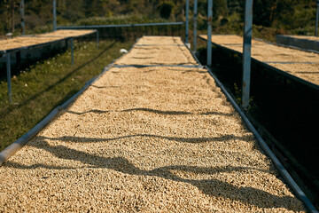 Raw coffee beans, coffee drying process on shelf natural sunlight plantation at factory community