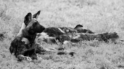 African wild dogs in the wild