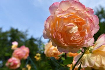 amazing royal double pink-apricot color roses blossom in garden. close up shot.