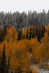 First Snowfall of the Season Colorado Landscape Yellow Autumn Aspen Colors with Snow on Ground.