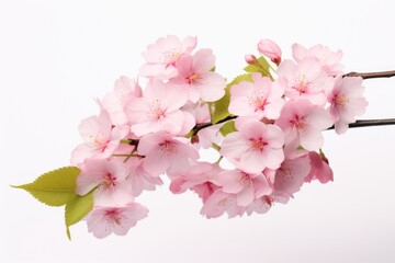 A branch of pink flowers with green leaves. Suitable for floral arrangements and nature-themed designs