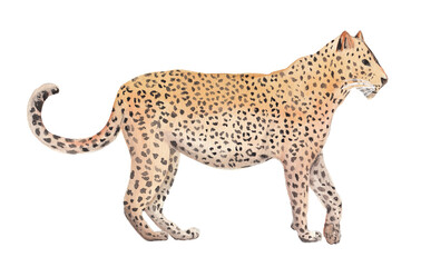 Leopard Watercolor Illustration Animal png clipart on a transparent background