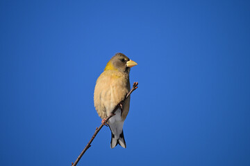 Colorful close up of a female Evening Grosbeak on a branch