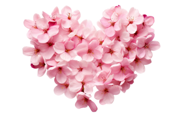 cherry blossom flowers arranged in love shape on an isolated transparent background