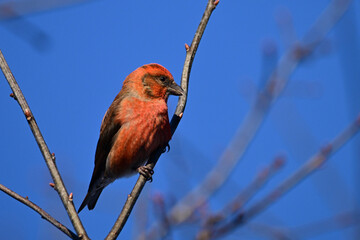 Colorful close up of a male Red Crossbill bird perched on a branch against a blue sky