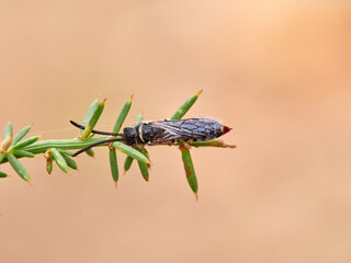 Wasp with a stinger about to sting someone. Genus Meria