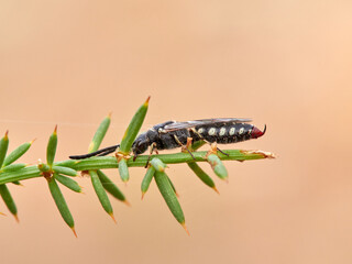 Wasp with a stinger about to sting someone. Genus Meria