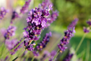Lavender flowers in the garden, close-up. Purple lavender flowers, blurred background. Lavender field close up. Lavender flowers in summer, field background.