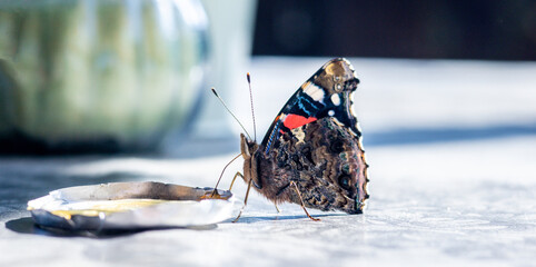 Butterfly Drink Stop