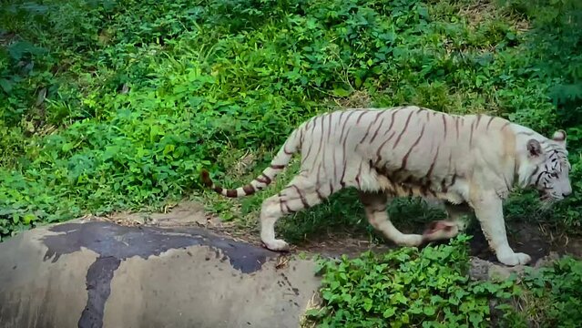 restless white tiger caught by the river bank near by the human habitation