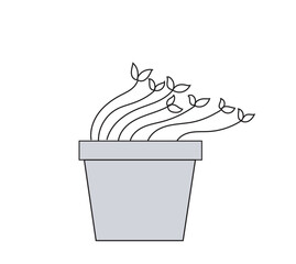 A pot of sunflower seedlings