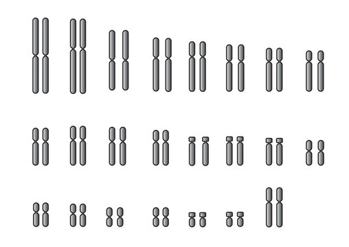 Scientific Designing of Human Karyotype of a foetus cell. Vector Illustration.