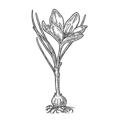 Plant saffron with flower and corms. Black engraving vintage