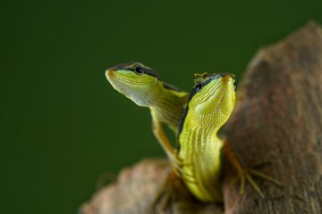 Green lizard 