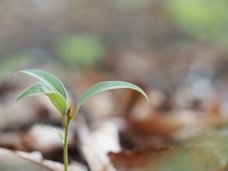 シラカシの幼木　若葉
