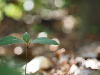 シラカシの幼木　若葉