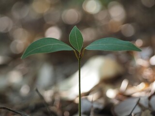 シラカシの幼木　若葉