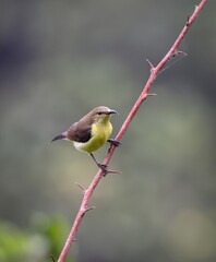 a close-Up shot of a purple sunbird (female).this photo was taken from Bangladesh.