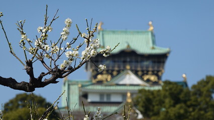 Fototapeta premium 大阪城公園の梅林