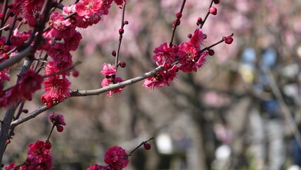 大阪城公園の梅林