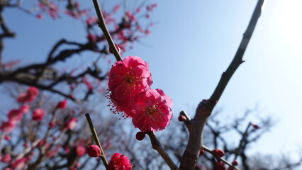 大阪城公園の梅林
