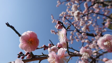 大阪城公園の梅林