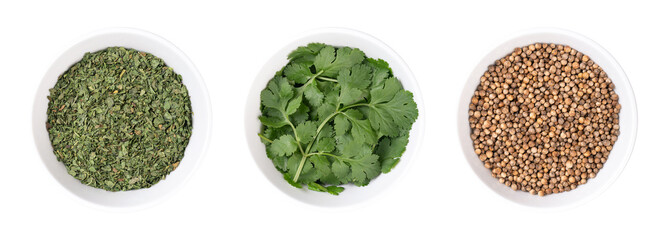 Dried and fresh cilantro leaves, and coriander seeds, in white bowls. Annual herb, used in cooking....