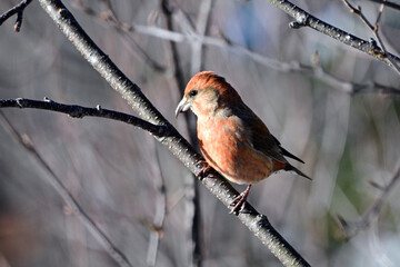 Colorful close up of a male Red Crossbill bird perched on a branch in the forest