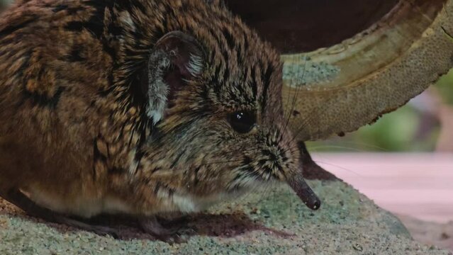 An Elephant shrew mouse sitting around and moving his nose.	