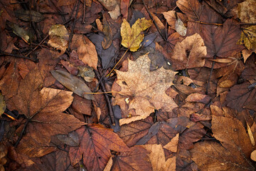 Jesienne liście kompozycja