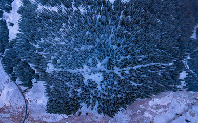 Epic Wide High Angle Winter Snow Forest Top Down View. Birds Eye View Alpine Trees with Fresh Snow.