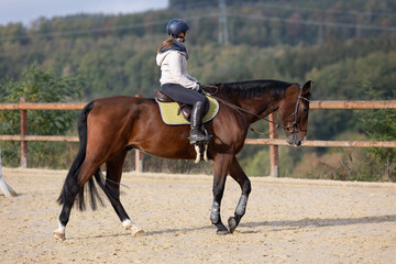 Horse with rider at the start of training at a walk in the riding arena, photo from the side and...