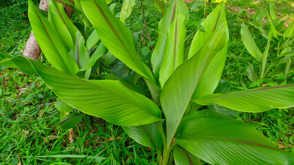 green turmeric or Curcuma longa leaves