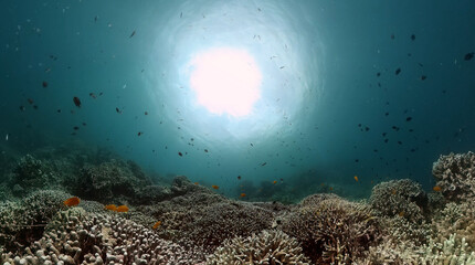 Obraz na płótnie Canvas Underwater coral scene, colorful tropical fish and corals. Underwater world life landscape.