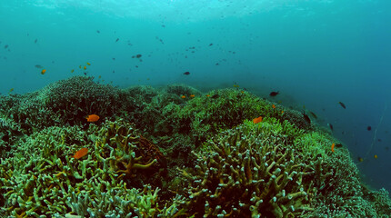 Fototapeta na wymiar Ocean floor with coral garden and colorful fish. Underwater world life landscape.