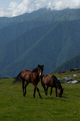 Fototapeta na wymiar Caucasus mountains Azerbaijan. A sunny day. Animals and village