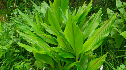 green turmeric or Curcuma longa leaves