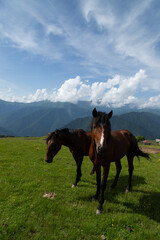 Caucasus mountains Azerbaijan. A sunny day. Animals and village