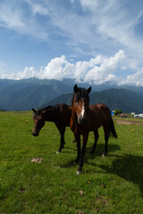 Caucasus mountains Azerbaijan. A sunny day. Animals and village