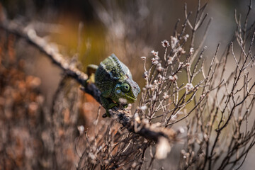 Chameleon on the Kilimanjaro slopes