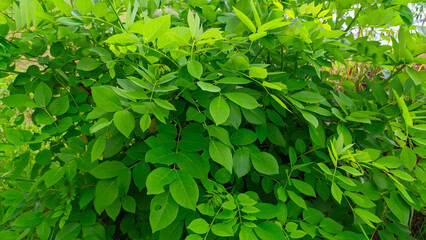 green leaves of the katuk plant or Sauropus androgynus