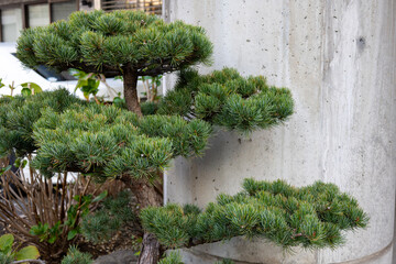 建物の前に植えた松の木