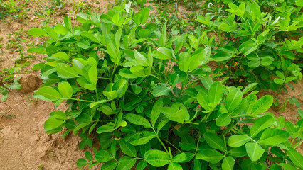Peanut plants are members of the Leguminosae or Arachis hypogaea tribe